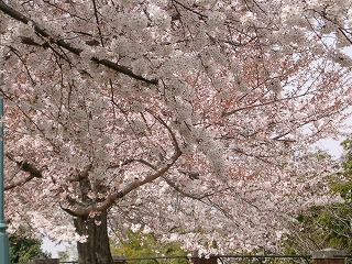 d0063615_111321.jpg