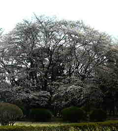 c0038722_11321163.jpg