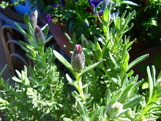 d0044825_1265041.jpg