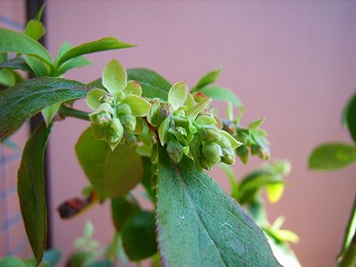 d0044825_1271062.jpg