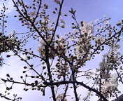 d0007037_9523712.jpg
