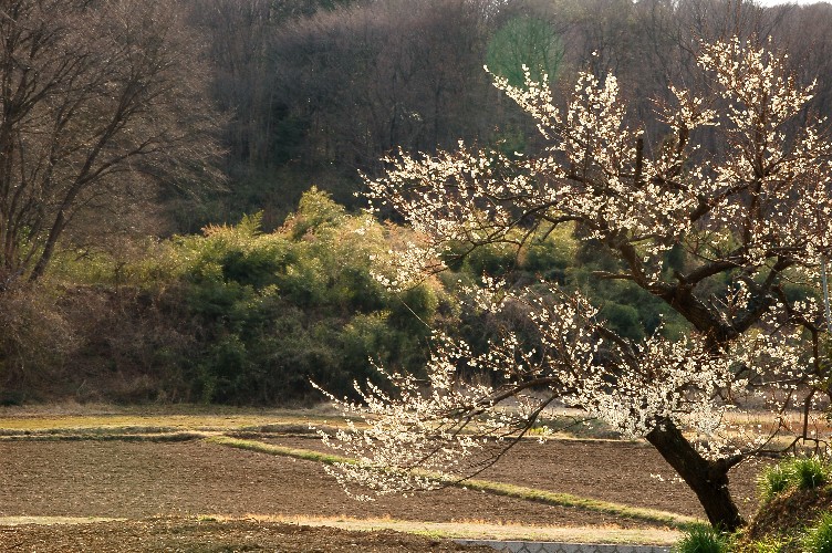e0009147_2129136.jpg