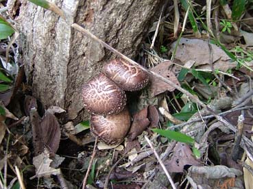 f0000148_139794.jpg