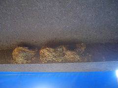 f0098360_8564980.jpg