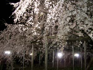 e0034068_09158.jpg