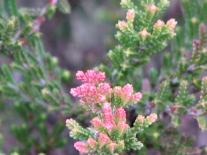d0050472_2055096.jpg