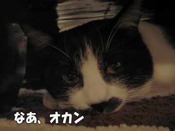 b0041182_8314023.jpg