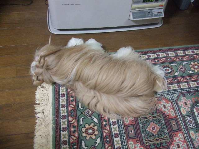 e0050801_0155821.jpg