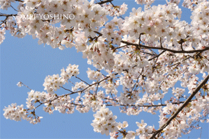d0000304_23102961.gif