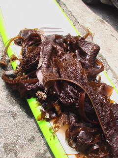 e0060517_21292555.jpg