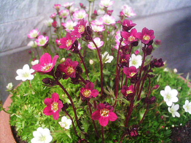 f0079723_2215067.jpg