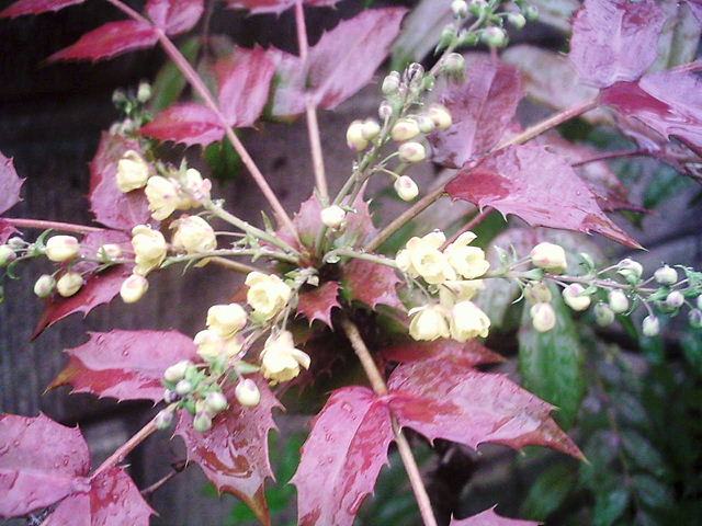 f0079723_2275291.jpg