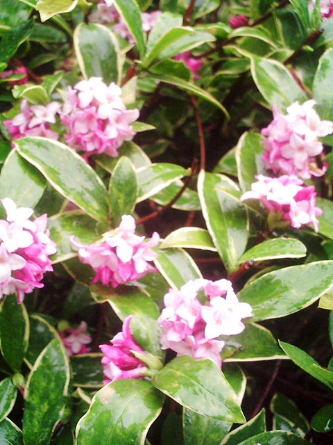 f0079723_2294025.jpg