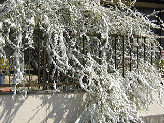 d0031853_1022136.jpg