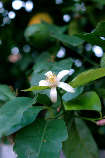 f0089353_1492231.jpg