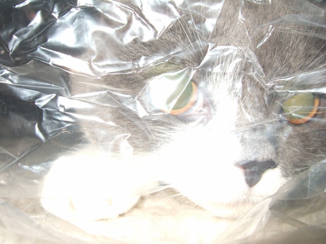 f0032020_1440149.jpg
