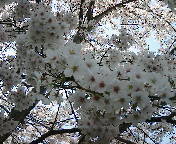 c0001733_13275984.jpg