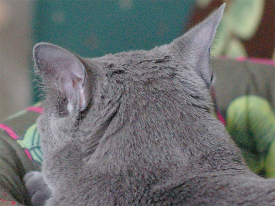 c0006748_21334723.jpg