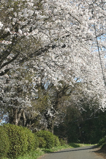 d0013149_029818.jpg