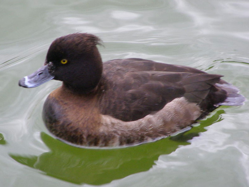 e0064158_1102447.jpg
