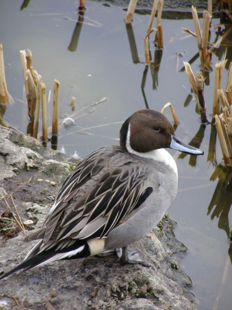 e0064158_1124179.jpg