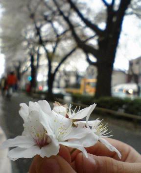 b0009665_105799.jpg