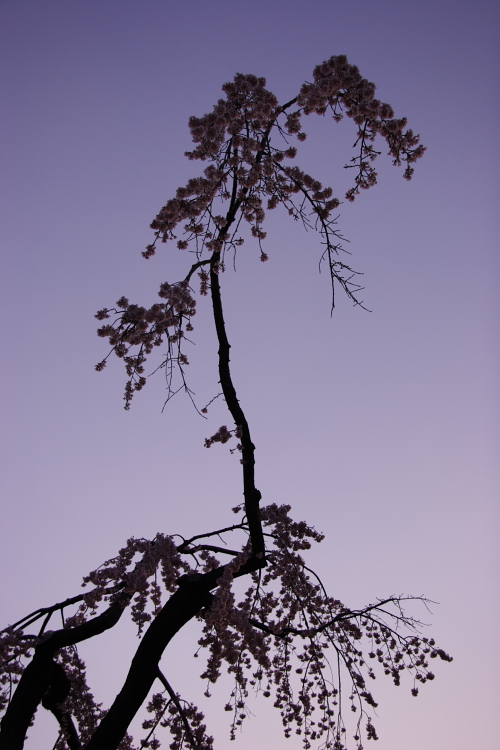 c0030874_7263385.jpg