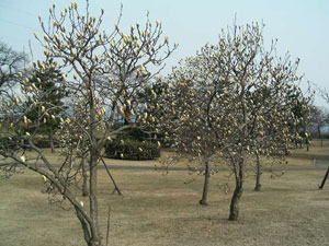 e0066883_2003439.jpg