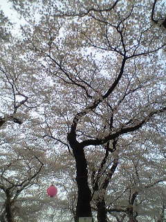 a0064290_23391038.jpg