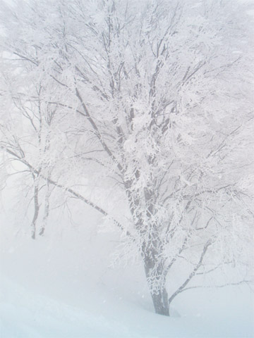 b0046290_0434664.jpg