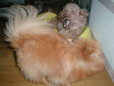 d0014690_1022021.gif