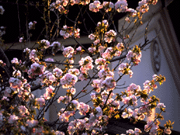 桜と蔵