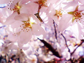 c0055305_22484764.jpg