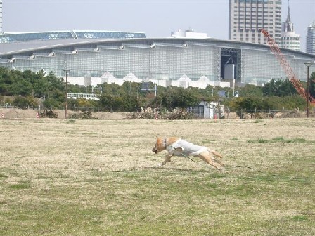 e0046305_1094719.jpg