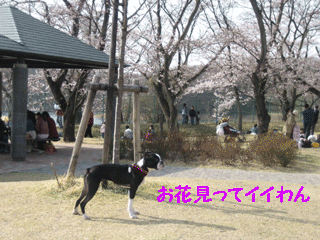 e0080117_10403346.gif