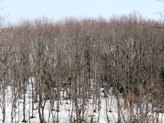 e0054231_1756577.jpg