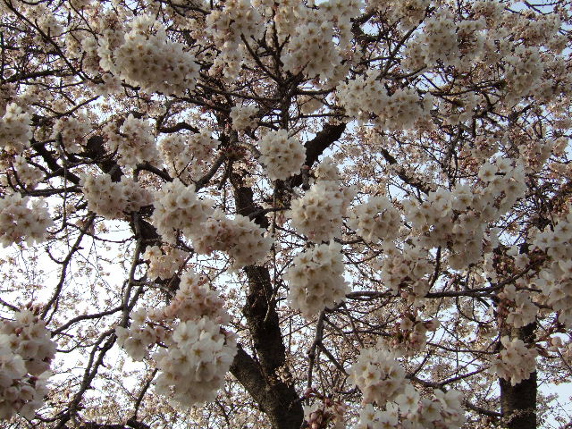 e0064133_23481885.jpg