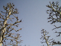 a0068339_8313970.jpg