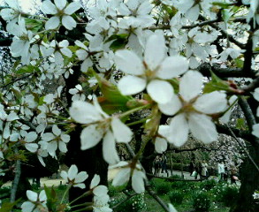 c0025840_21265036.jpg