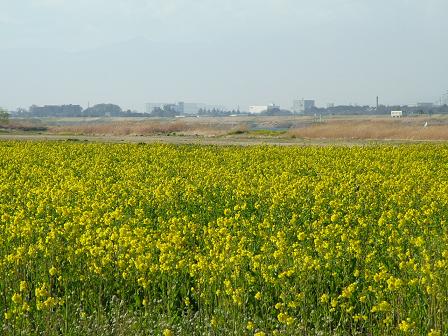 e0007544_0291442.jpg