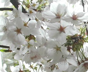 f0096147_2332367.jpg