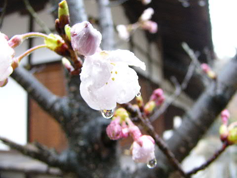 e0017051_15251670.jpg