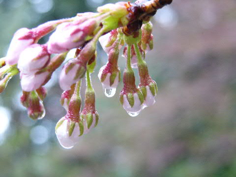 e0017051_1525563.jpg