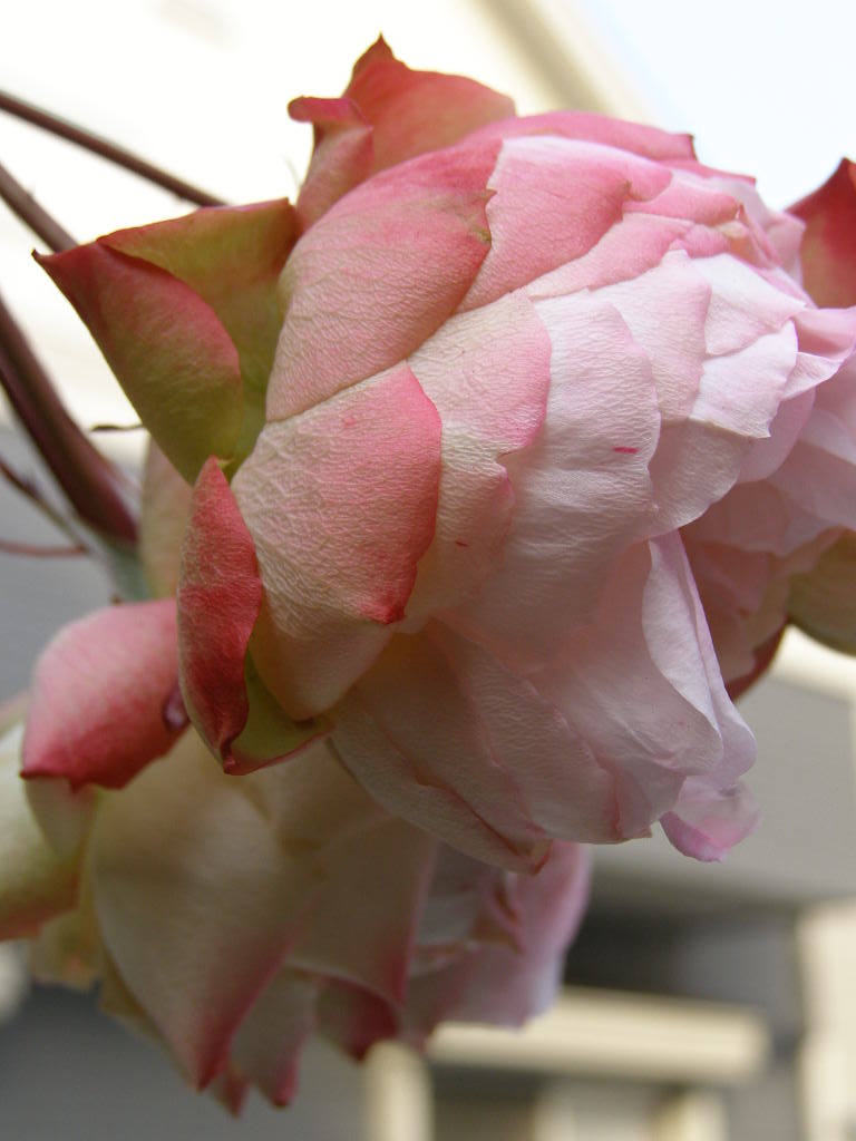 e0064158_1372577.jpg