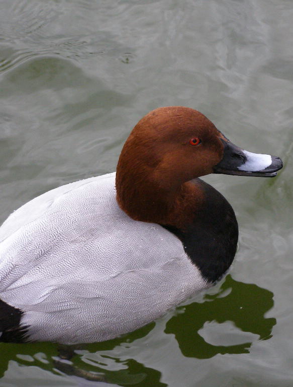 e0064158_2423157.jpg