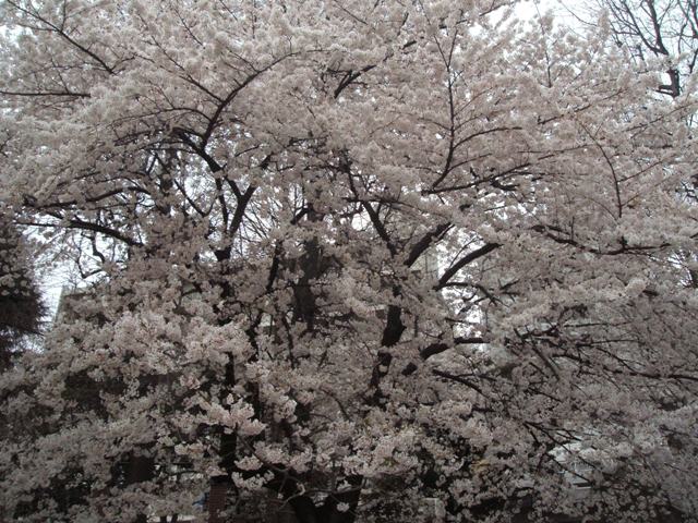 d0004574_15193389.jpg