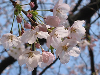 a0041508_21474274.jpg