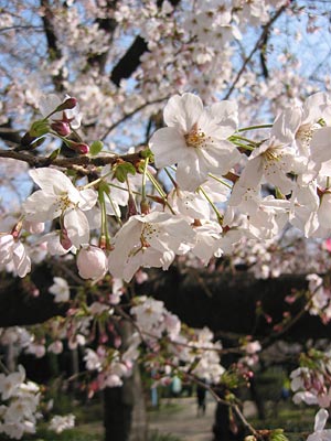 a0041508_21481164.jpg