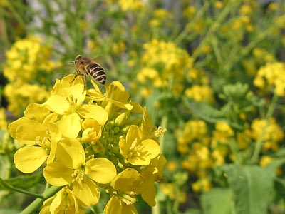 a0041508_21484769.jpg
