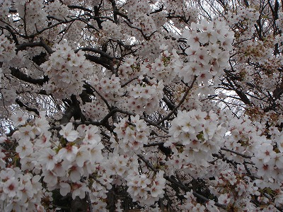 d0023323_140295.jpg
